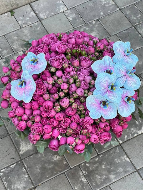 Celeste Fuchsia